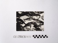 藏品(黃則修攝魚群水中優游)的圖片