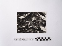 藏品(黃則修攝魚群水中優游)的圖片