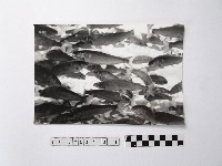 藏品(黃則修攝魚群水中優游)的圖片