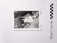 藏品(黃則修攝野柳的稀客－凌波)的圖片