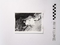 藏品(黃則修攝野柳的稀客－凌波)的圖片