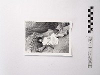 藏品(黃則修攝野柳的稀客－凌波)的圖片