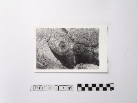 藏品(黃則修攝野柳地景ET留像)的圖片