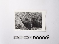 藏品(黃則修攝野柳地景ET留像)的圖片