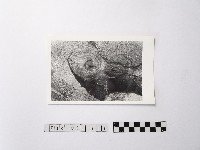 藏品(黃則修攝野柳地景ET留像)的圖片