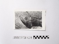 藏品(黃則修攝野柳地景ET留像)的圖片