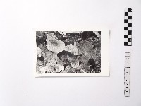 藏品(黃則修攝野柳地景)的圖片