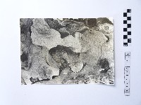 藏品(黃則修攝野柳地景)的圖片