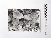 藏品(黃則修攝野柳地景)的圖片