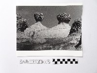 藏品(黃則修攝野柳地景)的圖片