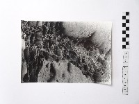 藏品(黃則修攝野柳地景)的圖片