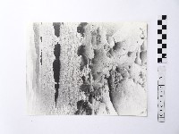 藏品(黃則修攝野柳地景)的圖片