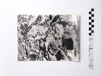 藏品(黃則修攝野柳地景)的圖片