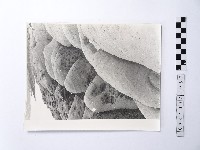 藏品(黃則修攝野柳地景)的圖片