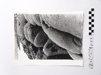 藏品(黃則修攝野柳地景)的圖片