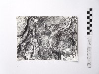 藏品(黃則修攝野柳地景)的圖片