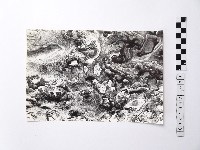 藏品(黃則修攝野柳地景)的圖片