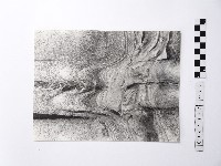 藏品(黃則修攝野柳地景)的圖片