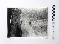 藏品(黃則修攝野柳地景)的圖片