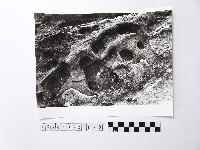 藏品(黃則修攝野柳地景)的圖片