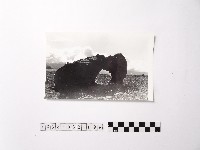 藏品(黃則修攝野柳地景)的圖片