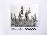 藏品(黃則修攝高粱)的圖片