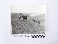 藏品(黃則修攝牛群)的圖片