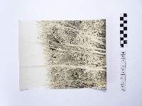 藏品(黃則修攝放牧在銀合歡欉中牛)的圖片