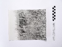 藏品(黃則修攝牛失是澎湖炊事主要的柴)的圖片