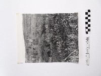 藏品(黃則修攝澎湖縣花天人菊)的圖片