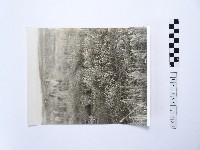 藏品(黃則修攝澎湖縣花天人菊)的圖片