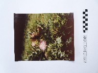 藏品(黃則修攝望安島上的薊草花)的圖片