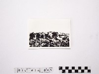 藏品(黃則修攝野柳地景)的圖片