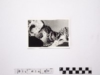 藏品(黃則修攝野柳地景)的圖片