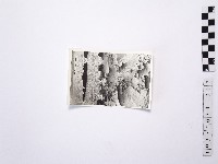 藏品(黃則修攝野柳地景)的圖片