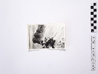 藏品(黃則修攝野柳地景)的圖片