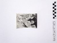 藏品(黃則修攝野柳地景)的圖片