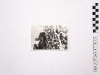 藏品(黃則修攝野柳地景)的圖片