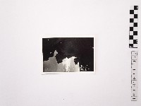 藏品(黃則修攝野柳地景)的圖片