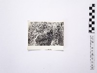 藏品(黃則修攝野柳地景)的圖片