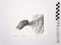 藏品(黃則修攝野柳地景女王頭)的圖片