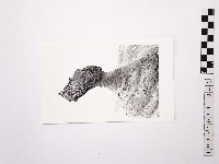 藏品(黃則修攝野柳地景女王頭)的圖片