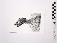 藏品(黃則修攝野柳地景女王頭)的圖片