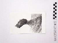 藏品(黃則修攝野柳地景女王頭)的圖片