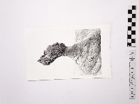 藏品(黃則修攝野柳地景女王頭)的圖片