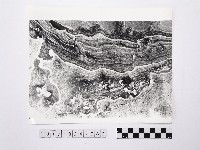 藏品(黃則修攝野柳地景)的圖片