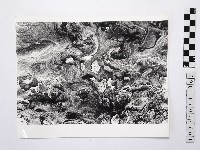 藏品(黃則修攝野柳地景)的圖片