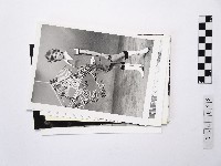 藏品(黃則修攝女藝人系列照片)的圖片