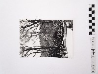 藏品(黃則修攝陽明山梅花池)的圖片