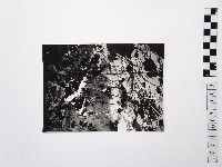 藏品(黃則修攝荷花池9)的圖片